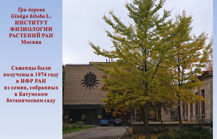 На территории ИФР РАН зафиксированы факты образования семян реликтовых деревьев Гинкго двулопастного