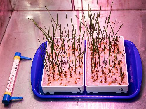 Ученые из Лаборатории зимостойкости повысили устойчивость пшеницы к холоду, обработав ее семена наночастицами на основе золота