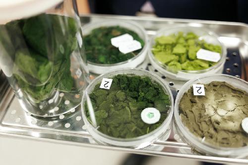 Ученые ИФР РАН впервые показали, что штаммы зеленых микроводорослей Neochlorella semenenkoi и Desmodesmus armatus могут использоваться в производстве современных пищевых продуктов, кормов и экологических материалов