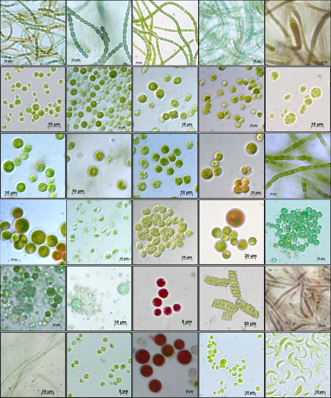 Different algae