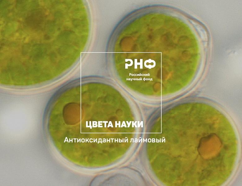 Антиоксидантный лаймовый: микроводоросли под прицелом ИФР РАН в проекте РНФ «Цвета науки»