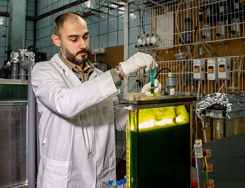 Ученые ИФР РАН впервые показали, что штаммы зеленых микроводорослей Neochlorella semenenkoi и Desmodesmus armatus могут использоваться в производстве современных пищевых продуктов, кормов и экологических материалов