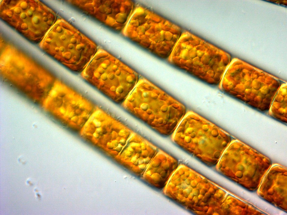 Описана библиотека ДНК-штрихкодов диатомовых водорослей