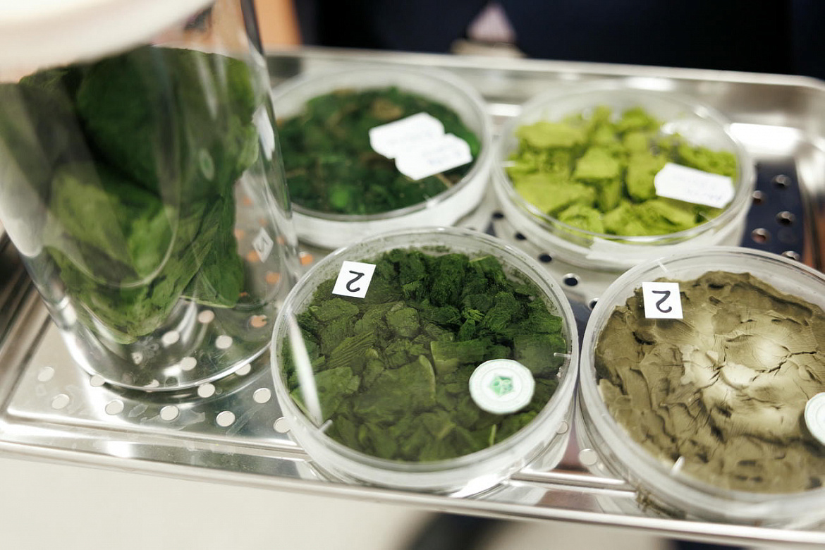 Ученые ИФР РАН впервые показали, что штаммы зеленых микроводорослей Neochlorella semenenkoi и Desmodesmus armatus могут использоваться в производстве современных пищевых продуктов, кормов и экологических материалов