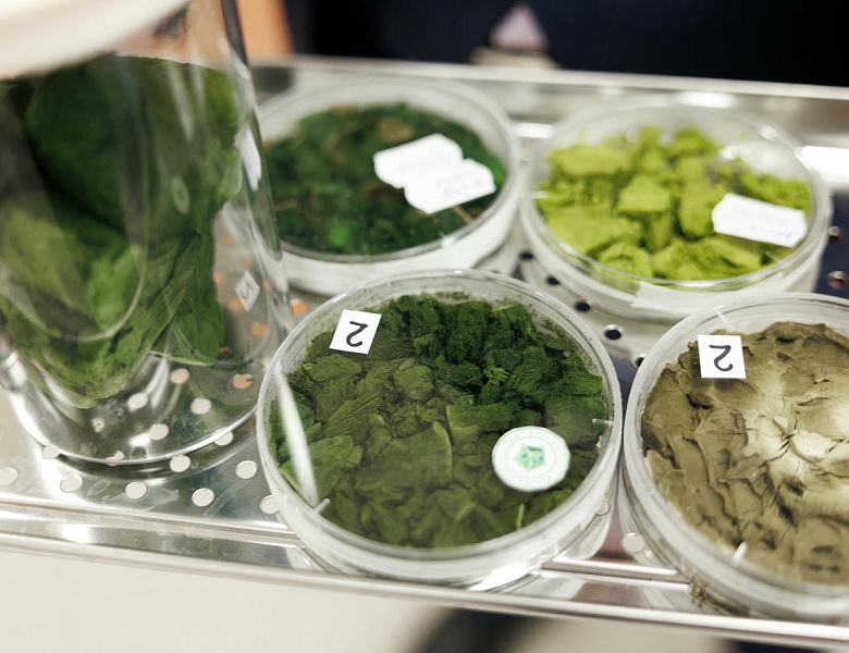 Ученые ИФР РАН впервые показали, что штаммы зеленых микроводорослей Neochlorella semenenkoi и Desmodesmus armatus могут использоваться в производстве современных пищевых продуктов, кормов и экологических материалов